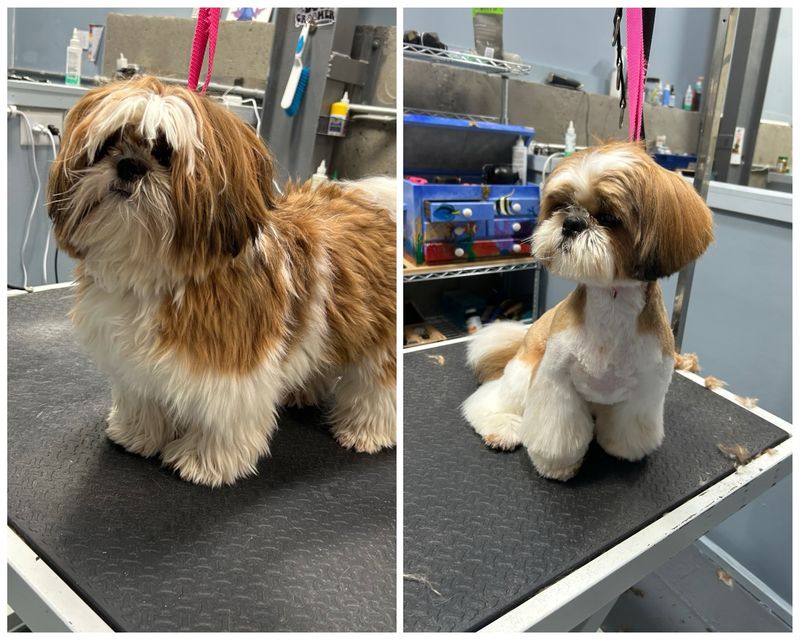 Shih Tzu