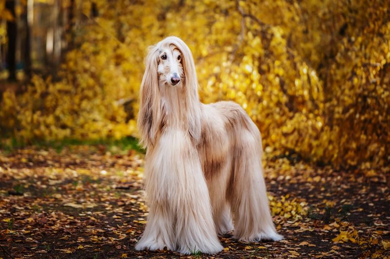 Afghan Hound