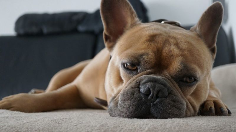French Bulldog