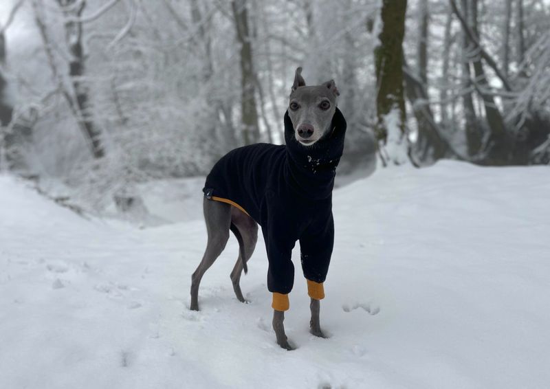 Whippet