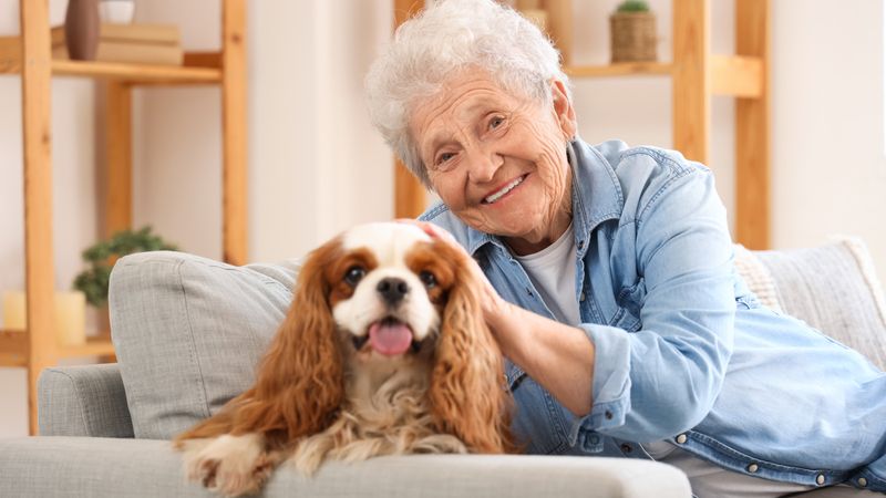 Cavalier King Charles Spaniel