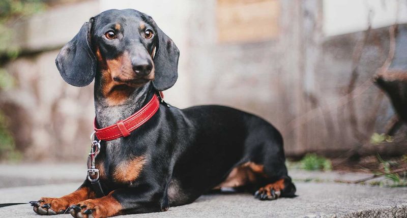 Dachshund