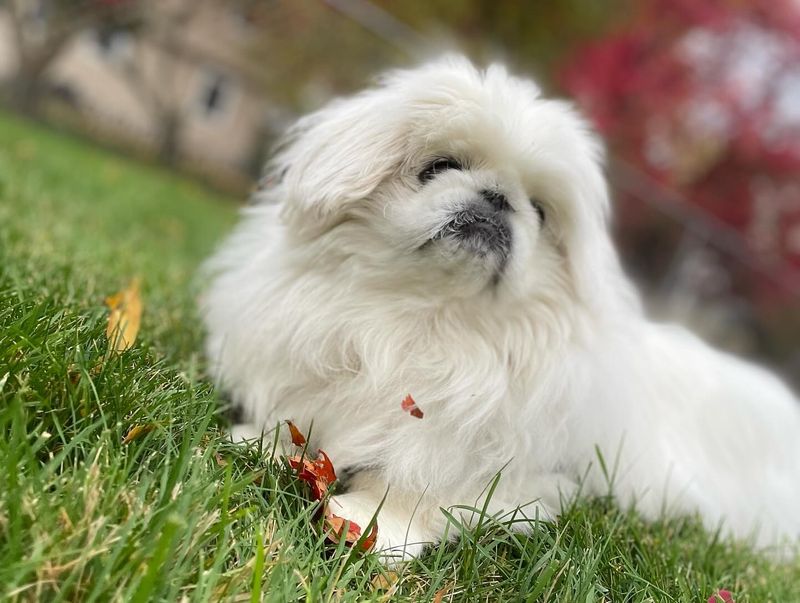 Pekingese