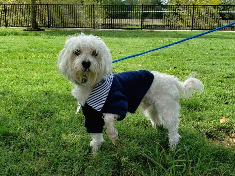 Maltese