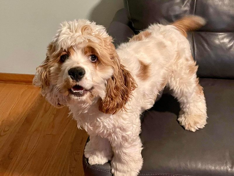 Cocker Spaniel