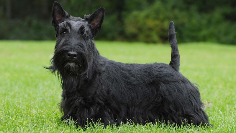 Scottish Terrier
