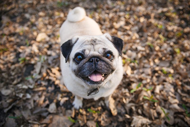Pug