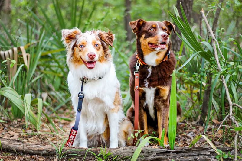 Australian Shepherd
