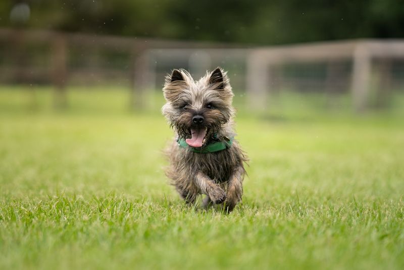 Cairn Terrier