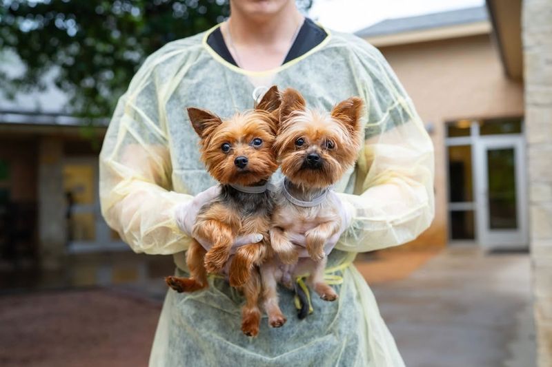Yorkshire Terrier