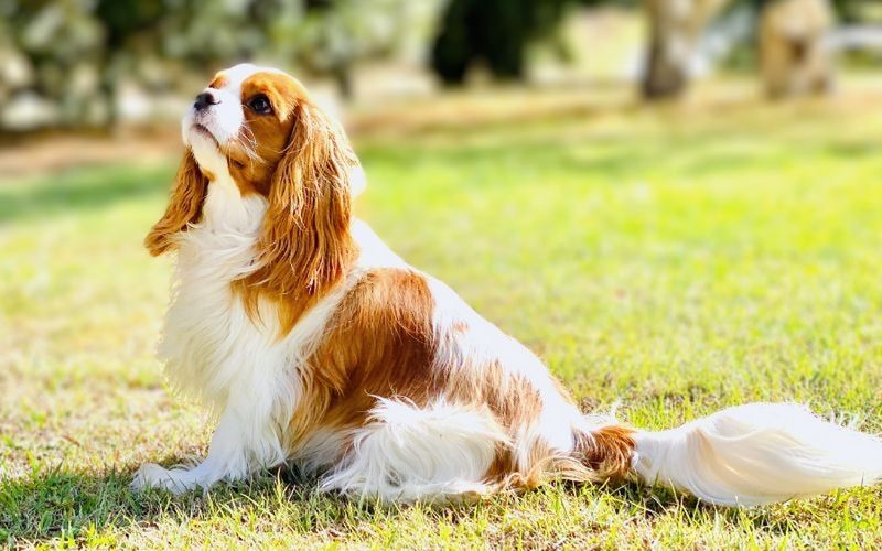 Cavalier King Charles Spaniel
