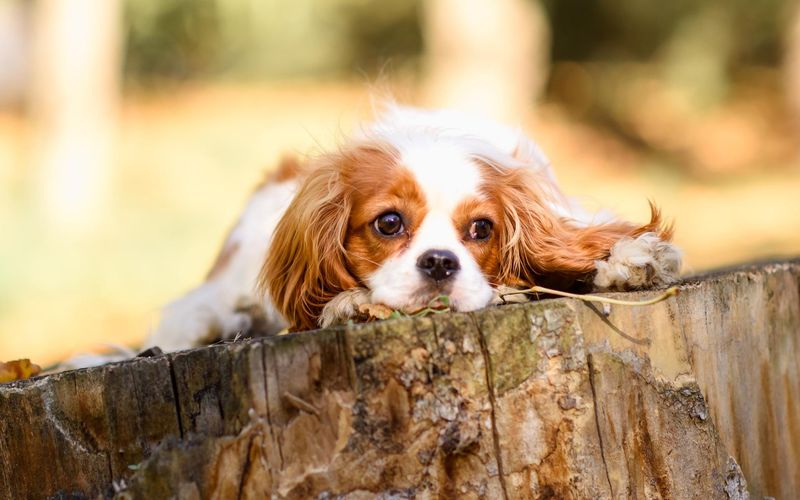Cavalier King Charles Spaniel