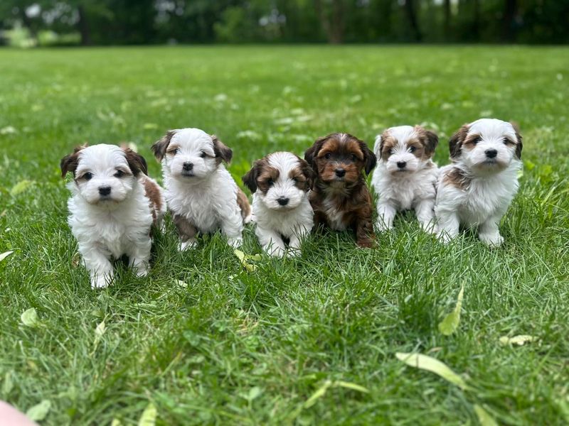 Havanese