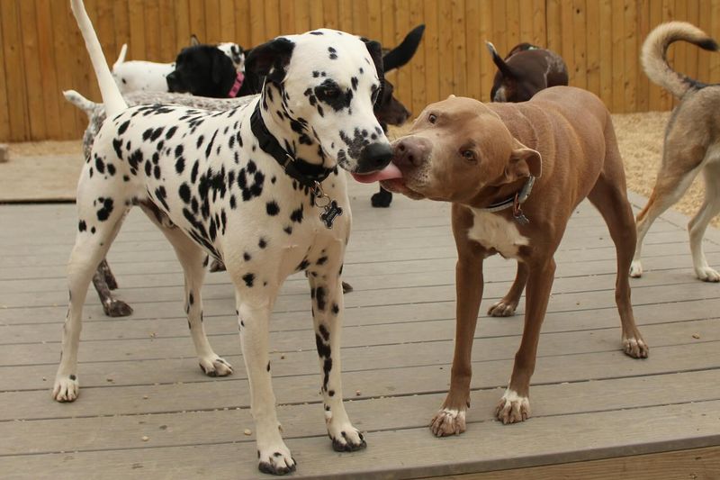 Dalmatian