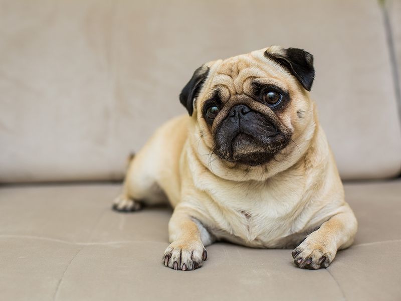 Pug