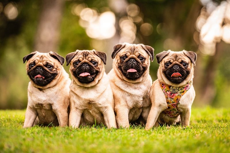 Pug