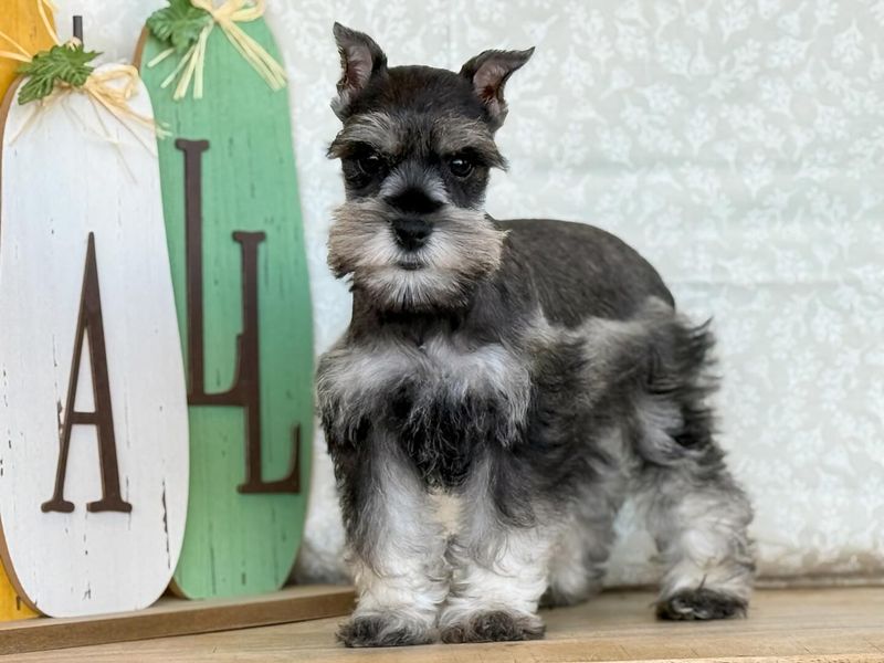 Miniature Schnauzer