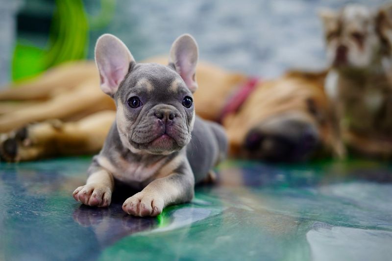 French Bulldog
