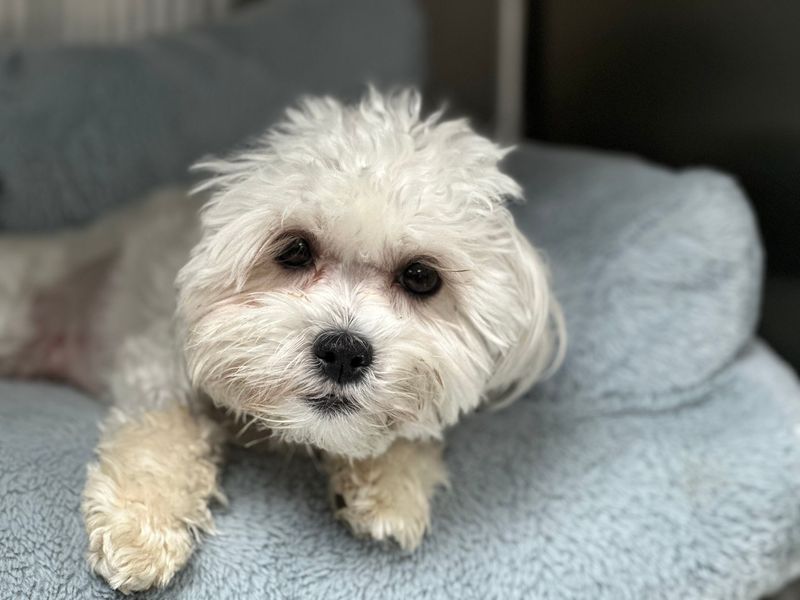 Maltese