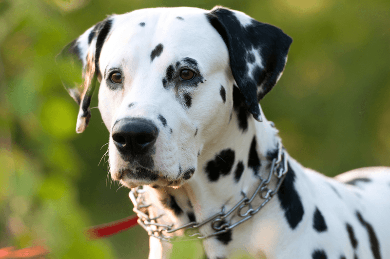 Dalmatian