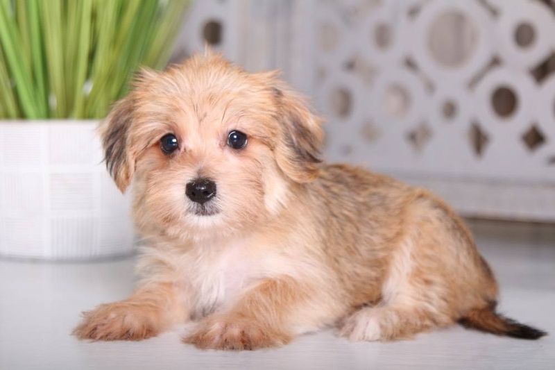Yorkie Coton