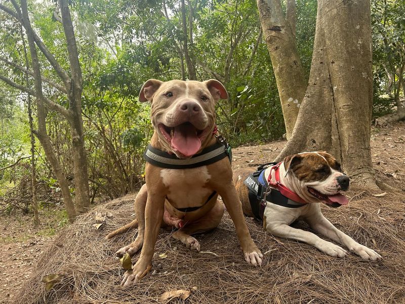 Loyal Companions