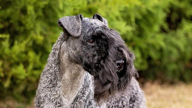 Kerry Blue Terrier