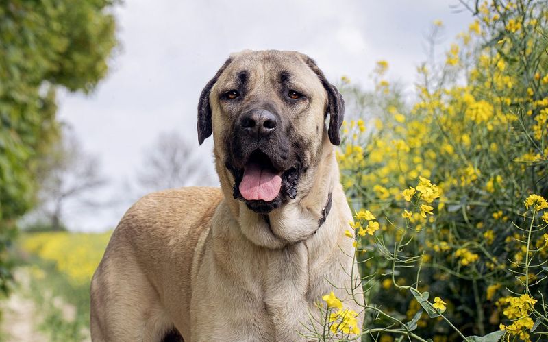 Anatolian Shepherd