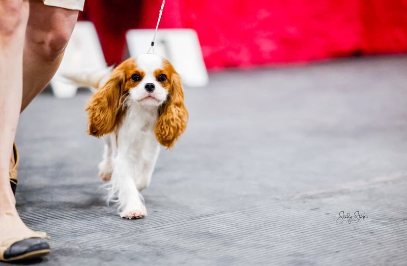Cavalier King Charles Spaniel