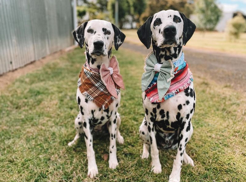 Dalmatian