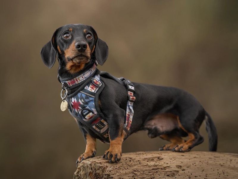 Dachshund