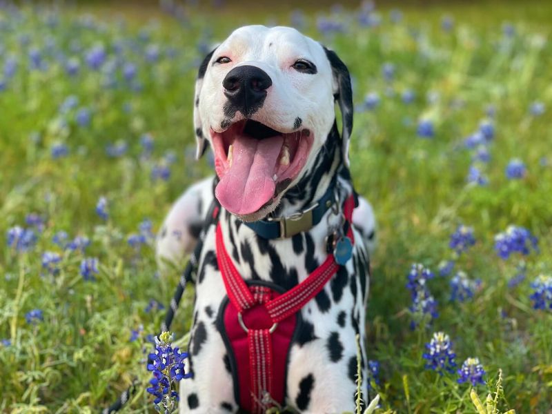Dalmatian