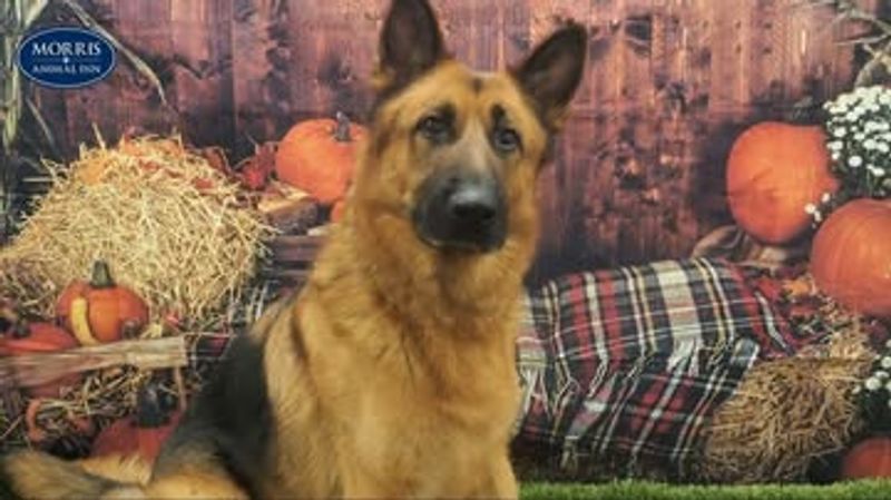 German Shepherd