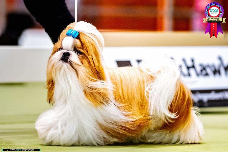 Shih Tzu
