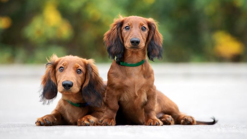 Dachshund