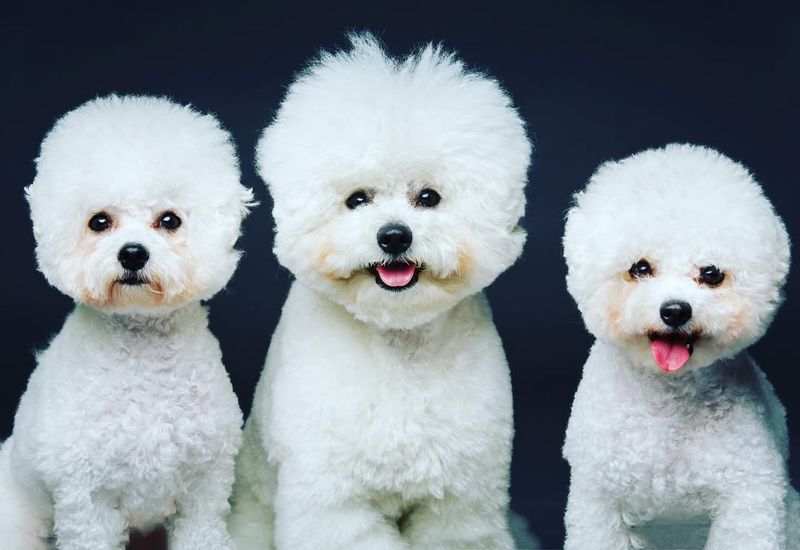 Bichon Frise