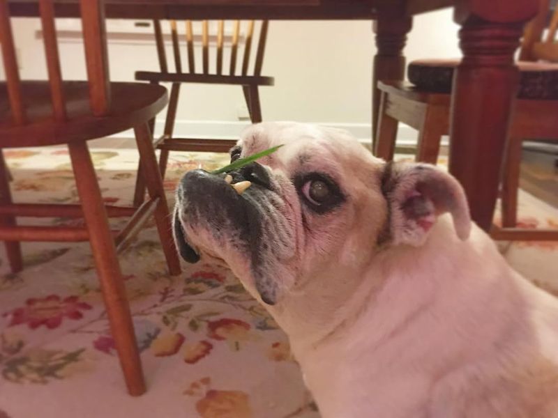 Bulldog
