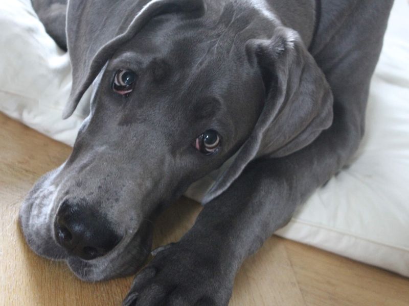 Great Dane