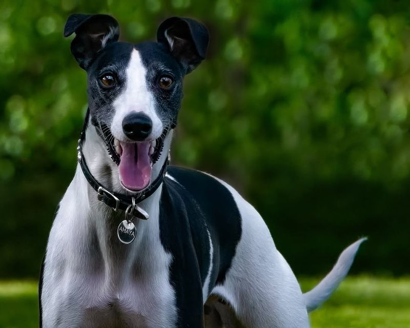 Whippet