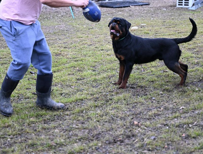 Rottweiler