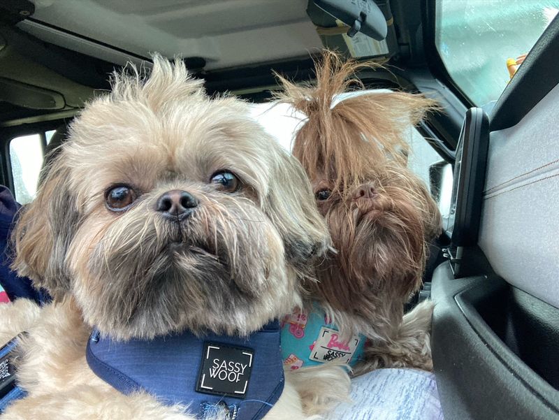 Shih Tzu