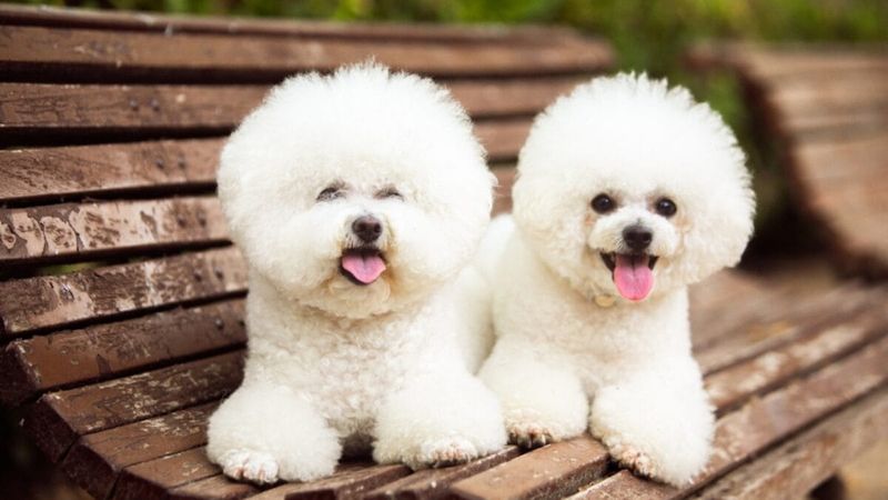 Bichon Frise