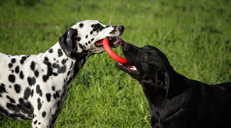 Dalmatian
