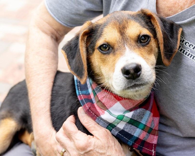 Beagle