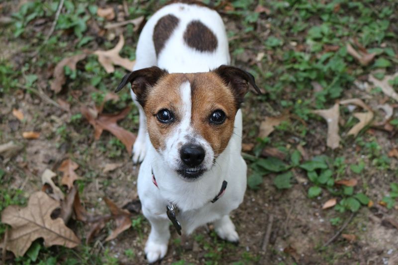 Jack Russell Terrier