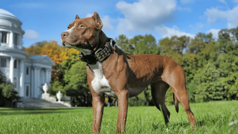 American Pit Bull Terrier