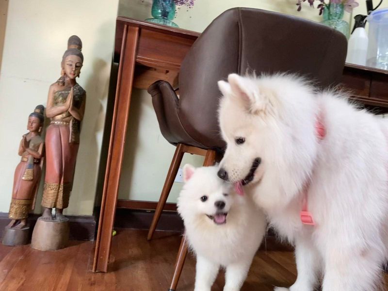 Samoyed