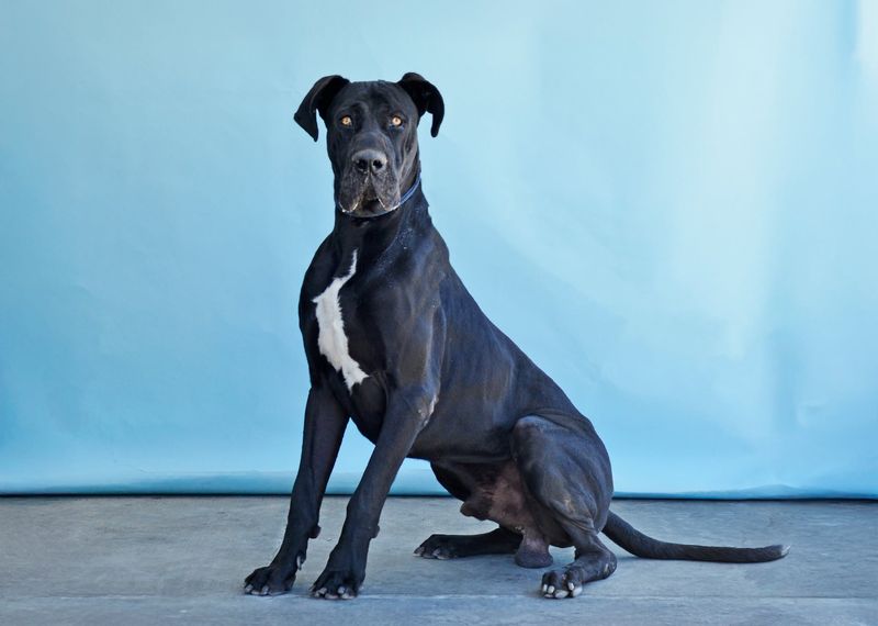 Great Dane