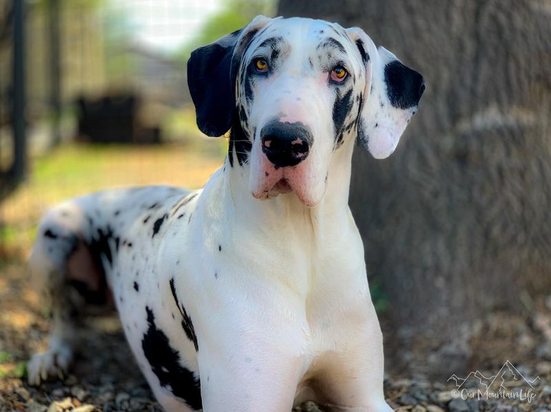 Great Dane