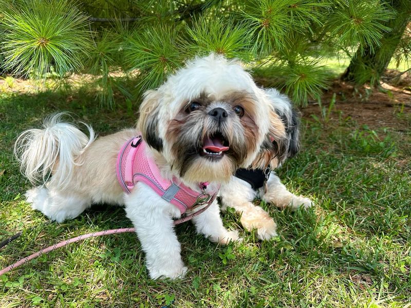 Shih Tzu